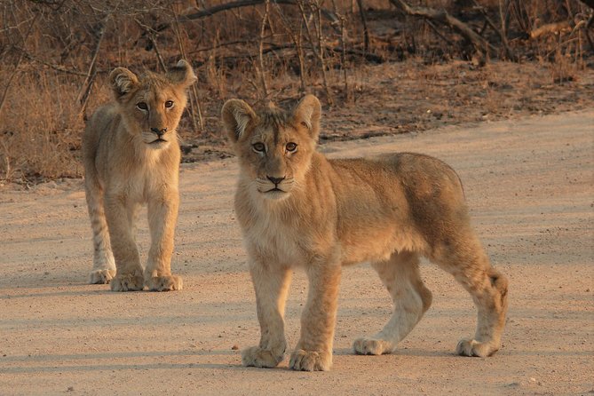 Full Day Safari in the Kruger National Park From Hazyview - Reviews and Ratings