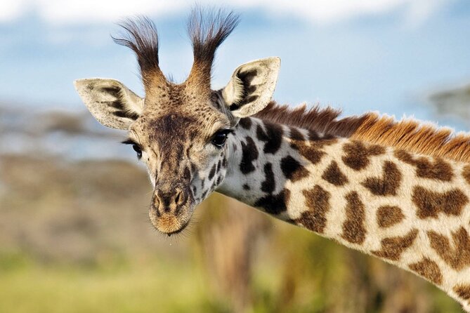 Full Day Safari to Mikumi National Park From Zanzibar With Lunch - Booking Information and Tips