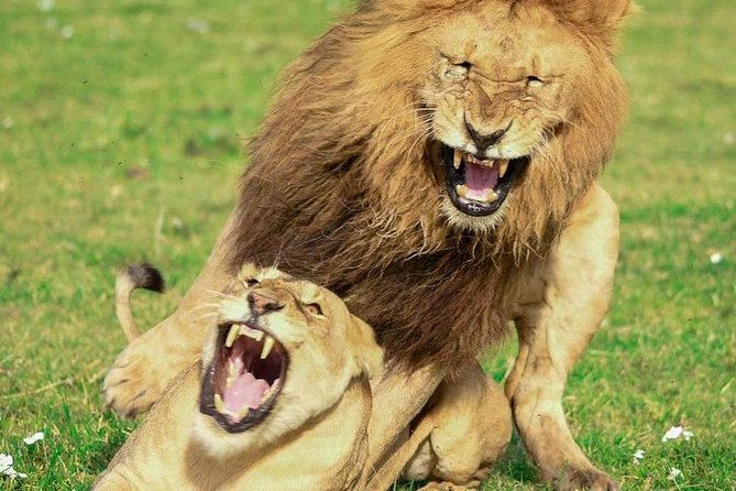 Full Day To Arusha National Park - Why Choose Arusha National Park?