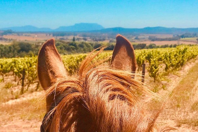 Full Day Wine Tour With Lunch And Tastings - Frequently Asked Questions