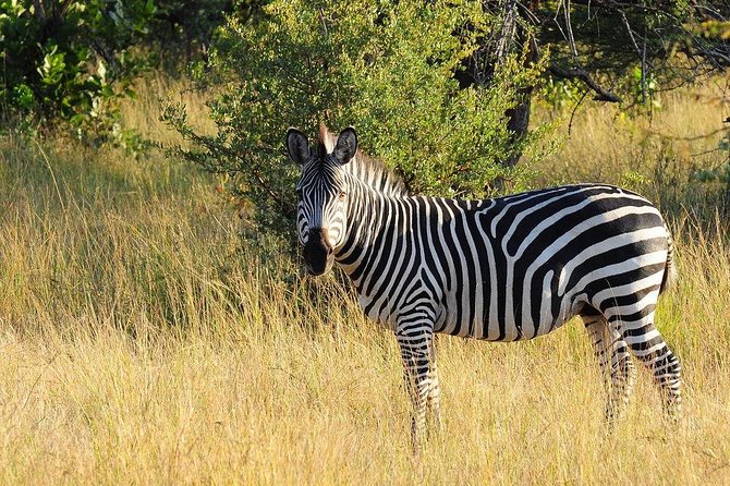 Game Drive in Mosi-Oa-Tunya National Park - Frequently Asked Questions