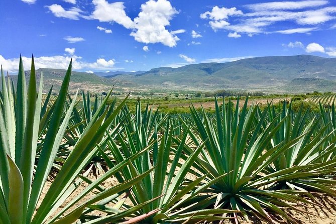 Gastronomy Experience, Culture Mezcal,Tasting & Textiles. Private Tour. - Frequently Asked Questions
