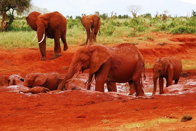 Giraffe Center and David Sheldrick Elephant Orphanage Tour - Traveler Reviews