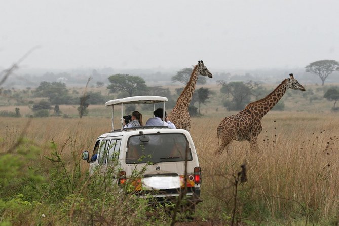 Giraffe Center, Elephant Orphanage and Nairobi National Park Day Tour Nairobi - Frequently Asked Questions
