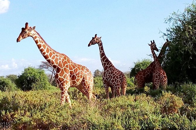 Giraffe Center, Stedmark Animals Haven & Nairobi Park Tour - Additional Costs and Considerations