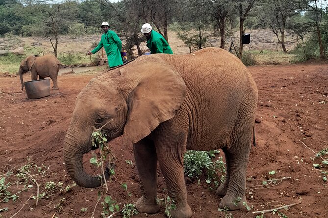 Giraffe Centre and Animal Orphanage Guided Tour In Nairobi. - Traveler Reviews and Ratings