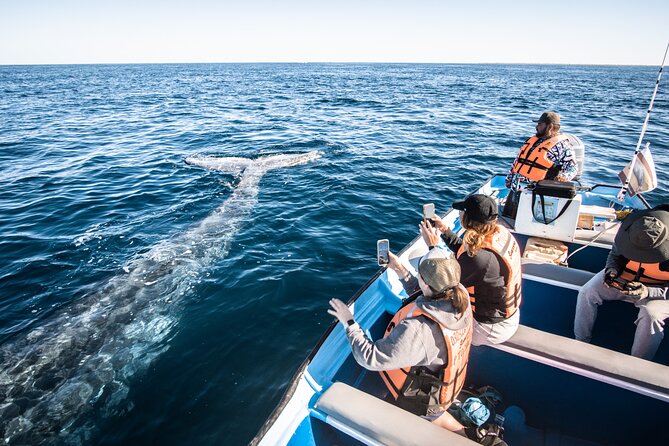 Gray Whale Watching Tour With Marine Biologist and Small Group - About the Tour Operator