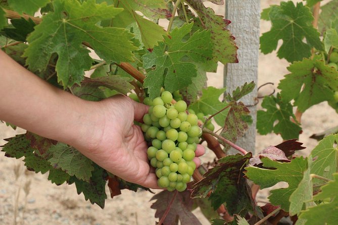 Guadalupe Valley Wine Route Tour in Baja California - Customer Feedback Highlights