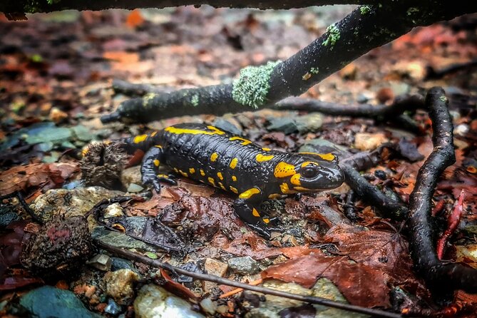 Guided Balkan Deep Forest Tour - Local Wildlife and Flora