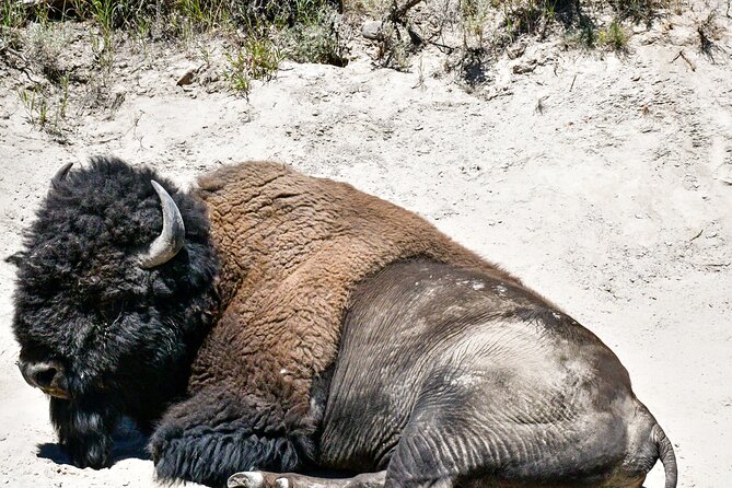 Guided Lower Loop of Yellowstone Tour From Cody, WY - Accessibility and Additional Information