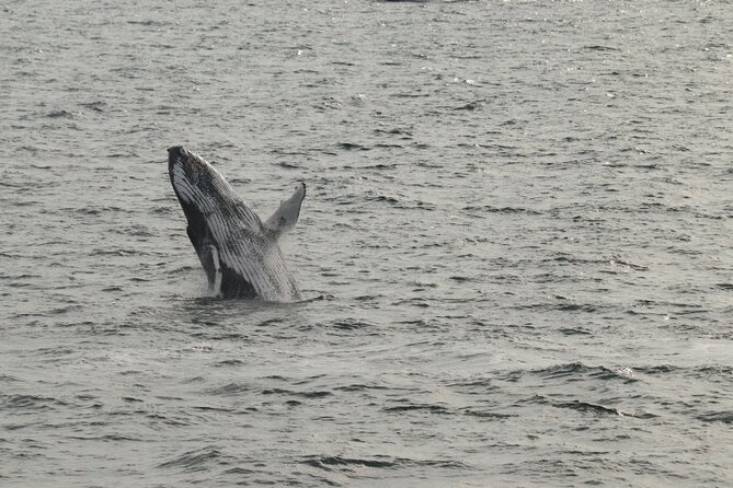 Guided Whale Watching Experience From Reykjavik - Tips for a Successful Trip