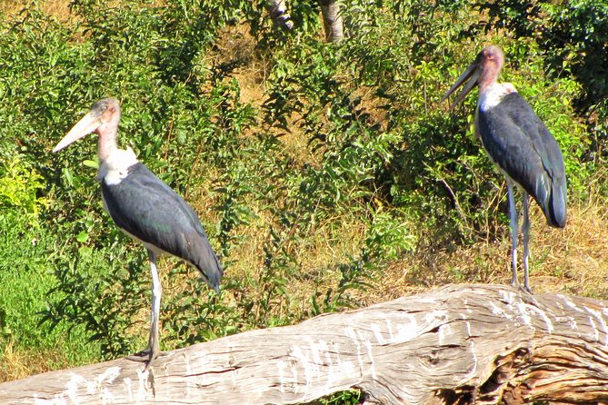 Half-Day Birding Tour of Livingstone - Frequently Asked Questions