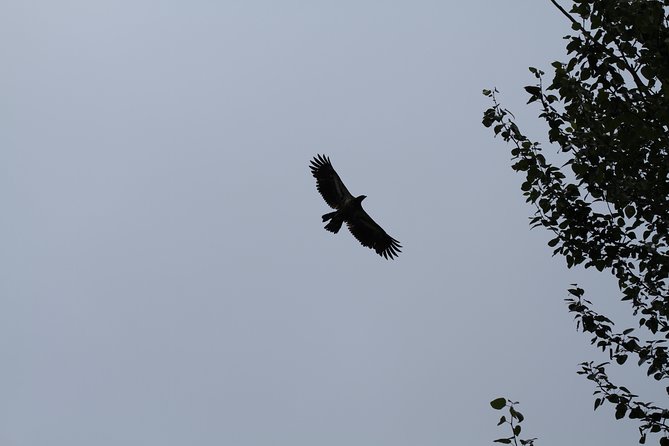 Half-Day Chilkat Bald Eagle Preserve Float Tour - Sum Up