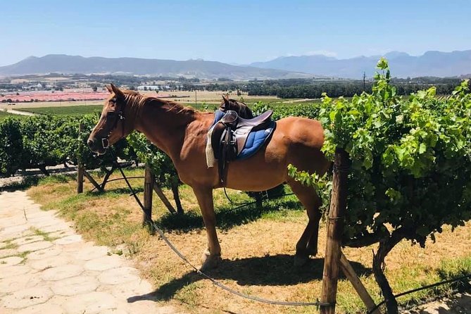 Half Day Horseback Wine Tour - Frequently Asked Questions
