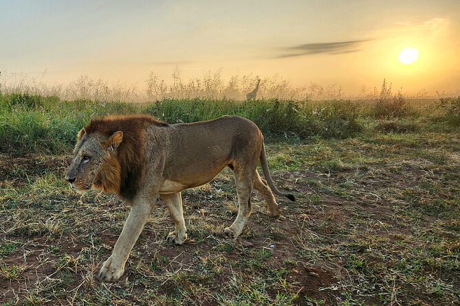 Half-Day Nairobi National Park Private Tour With Admission - Pottery Jewelry Making Activity