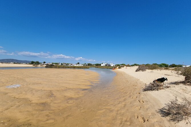 Half-Day Private Guided Kayak Island Tour - Highlights and Key Features