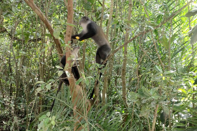 Half-Day Private Jozani Chwaka Bay Forest Tour in Zanzibar - Frequently Asked Questions