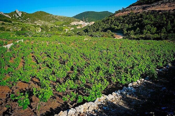 Half Day Tour - Deep and Dark Red Wine of Pelješac - Navigating the Booking Process
