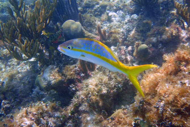 Half-Day Tour Discovering Sian Ka'An With Lunch - Lunch Experience