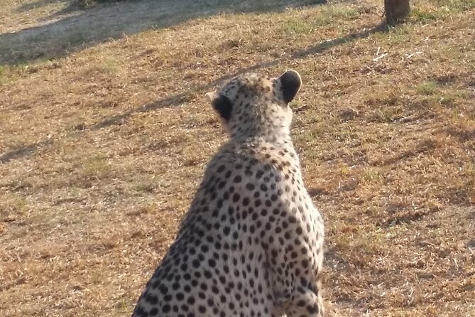 Half-Day Tour to Rhino And Lion Reserve in Krugersdorp - Frequently Asked Questions