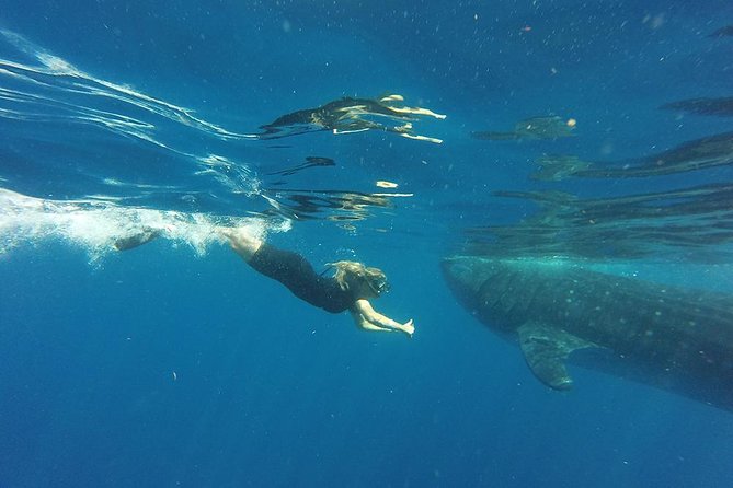 Half Day Whale Shark Tour From Playa Del Carmen - Lowest Price Guarantee