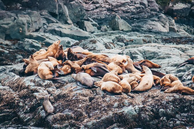 Half-Day Whale Watching Adventure From Victoria - Tips for a Great Experience