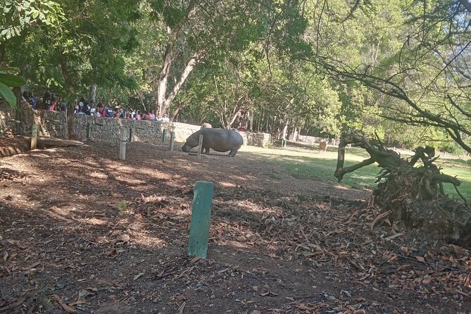 Haller Park Tour Observing Hippos, Giraffes, Birds, Monkeys, Crocs & Others - Touring Haller Park Logistics