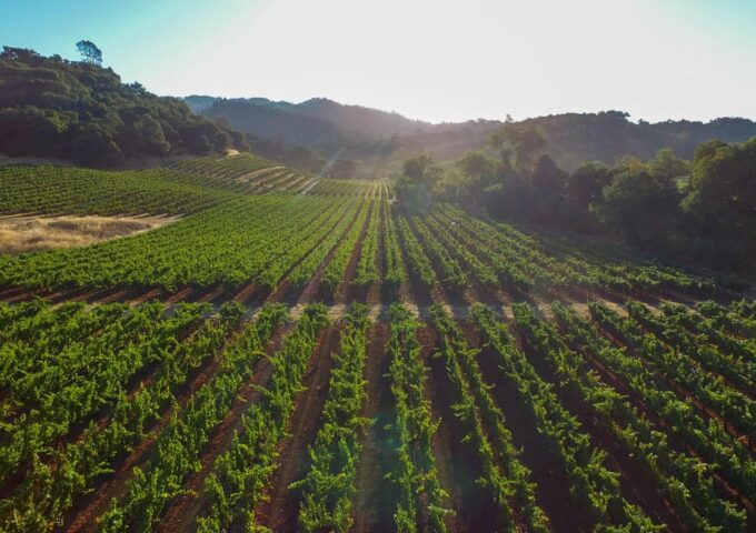Heraklion: Olive Farm, Winery, and Raki Distillery Tour - Olive Mill Visit and Olive Oil Tasting