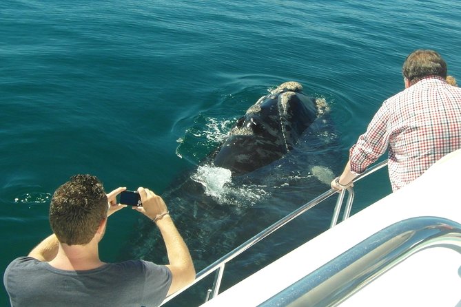 Hermanus Whale Watching Boat Trip With Shared Transfers From Cape Town - Booking and Safety Information