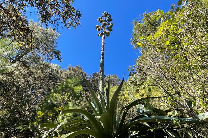 Hiking in the Sierra Norte of Oaxaca - Traveler Feedback and Guide Quality