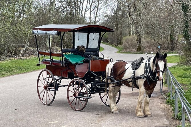 Horse-Drawn Carriage Tours in Killarney - Memorable Interactions With Horses