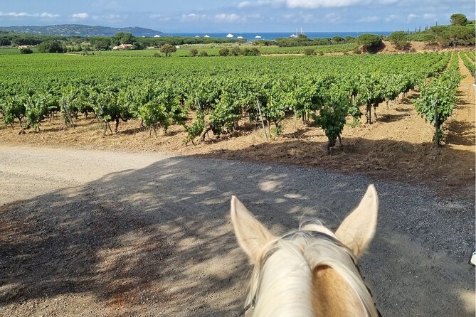 Horse Riding in the Vineyards of Ramatuelle + Wine Tasting - About the Guides