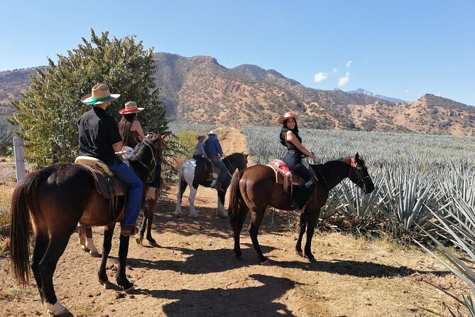 Horseback Riding Tour in the Agave Field With Lunch - Booking and Flexibility