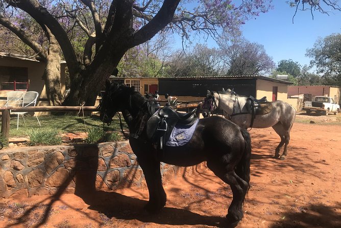 Horseriding Safari Day Tour From Johannesburg - Frequently Asked Questions