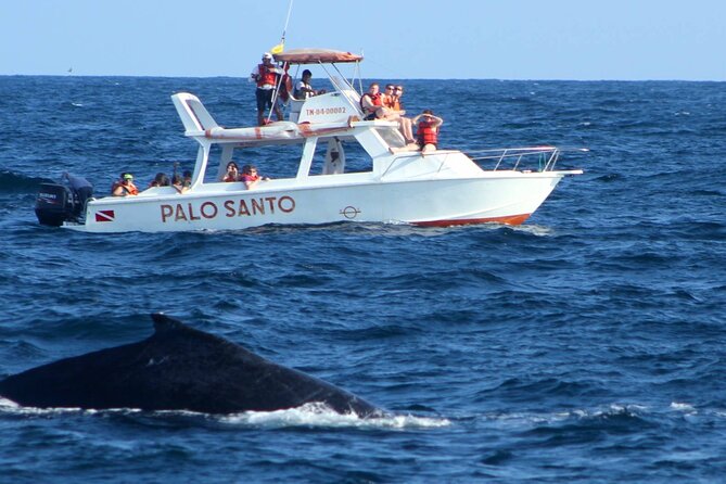 Humpback Whale Watching in Samana From Juan Dolio - Additional Information and Considerations