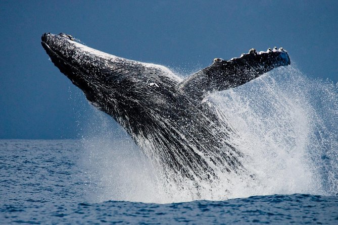 Humpback Whales in Cabo San Lucas - Complementary Tour Offerings