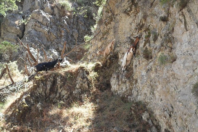 Imbros Gorge and Libyan Sea Day Tour From Rethymno - Preparation and Fitness Level