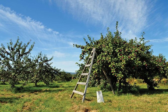 Island of Orleans Taste and Drink Tour - Booking Information