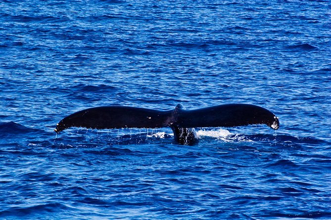 Kawaihae Whale Watch - Guaranteed - Departure Options and Schedule