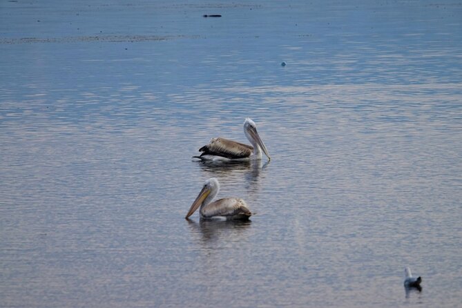 Kayak or Stand Up Paddle in Shkodra Lake and Buna River - The Sum Up
