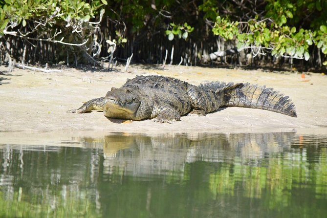 Kayaking Tour Through the Mangroves in Isla Holbox - Stunning Scenery and Wildlife