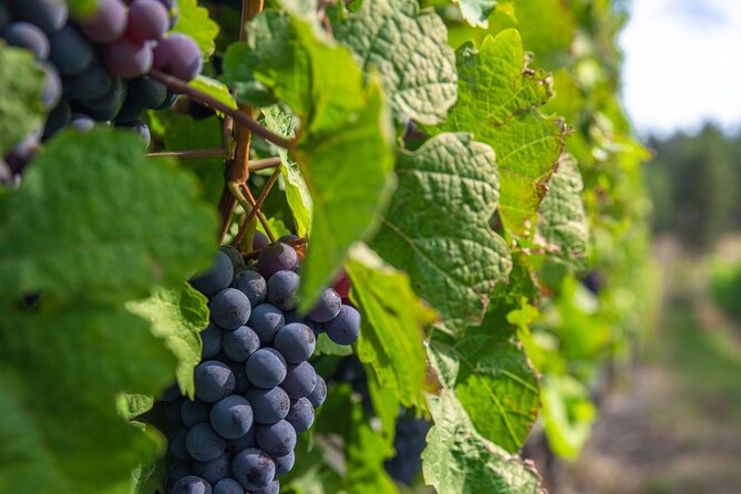 Kelowna Bachelorette Wine Tour Full Day Guided With 5 Wineries - Additional Details