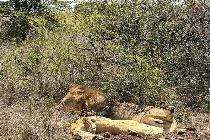 Kenya Safari - Important Considerations