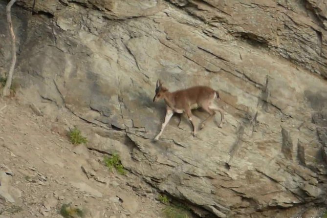 Khor Virap, Areni Winery, Noravank + Wild Goat Watching - Private Tour - The Sum Up