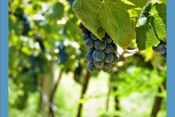 Knossos Wine & More - Tour Reviews and Ratings
