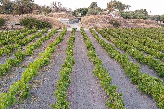 Kostantakis Winery - Milos Island Wine Tasting Experience - Frequently Asked Questions