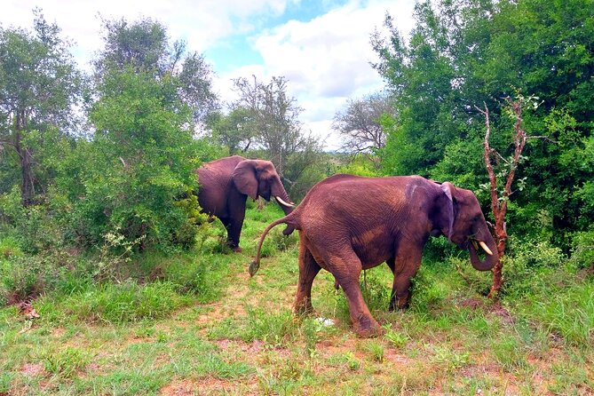 Kruger Park Full Day Guided Safari - Frequently Asked Questions