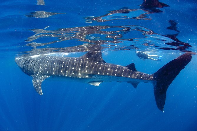 La Paz Whale Shark Snorkeling Tour and Lunch From Los Cabos - Lunch and Free Time