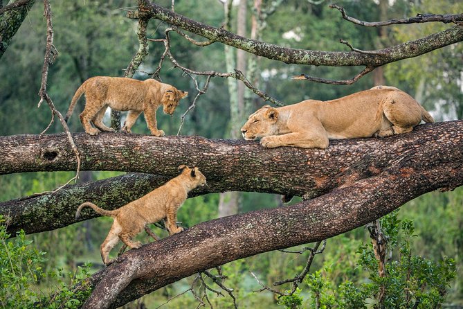 Lake Manyara Guided Day Tour From Arusha - Frequently Asked Questions
