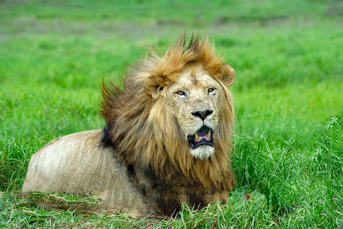 Lion & Safari Park - Pricing and Cancellation Policy